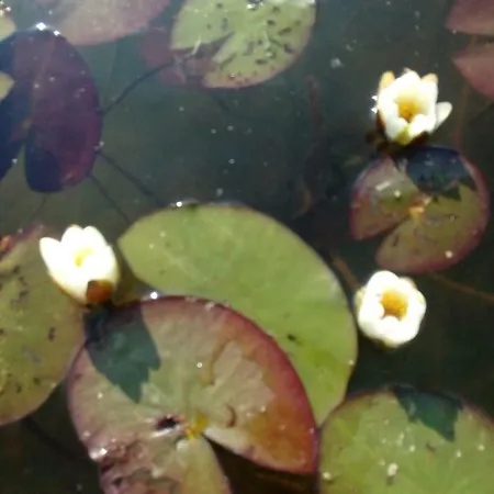 Hytte Nad Jeziorem/seehaus 1b Letowo (West Pomeranian)