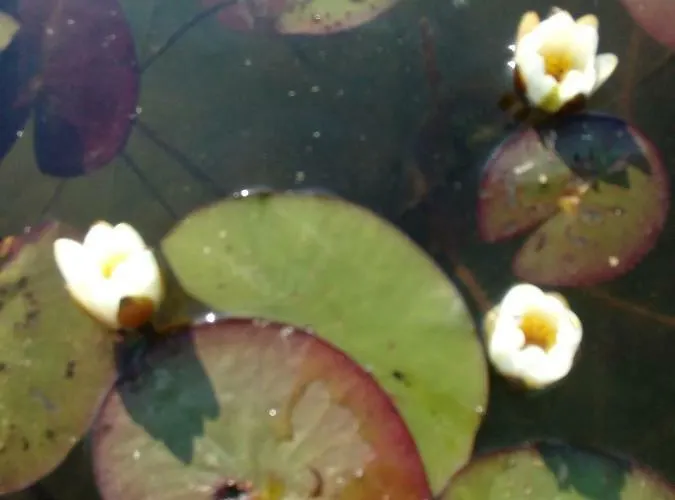 Деревянный коттедж Nad Jeziorem/seehaus 1b Letowo (West Pomeranian)